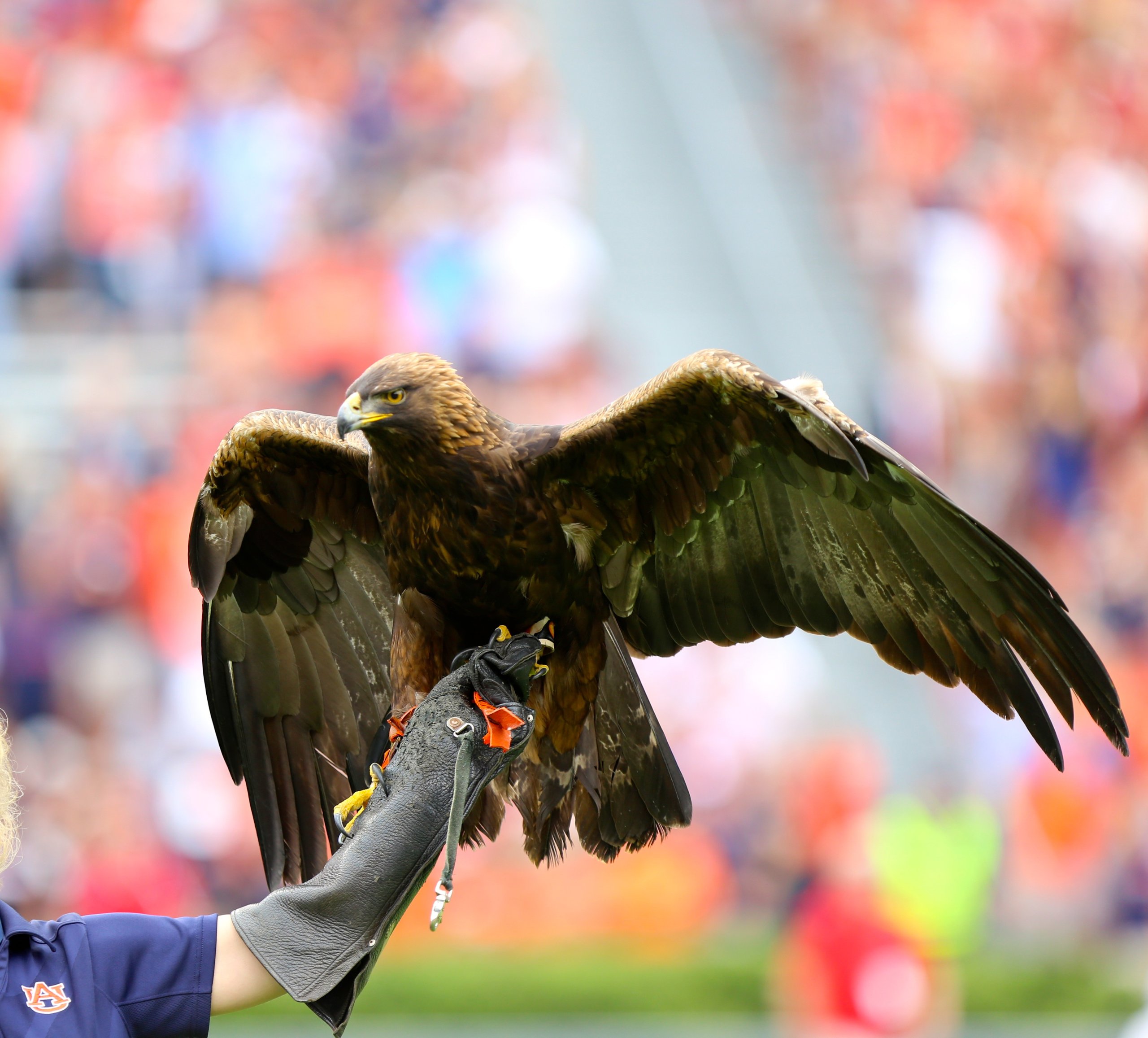 War Eagle Battle Cry