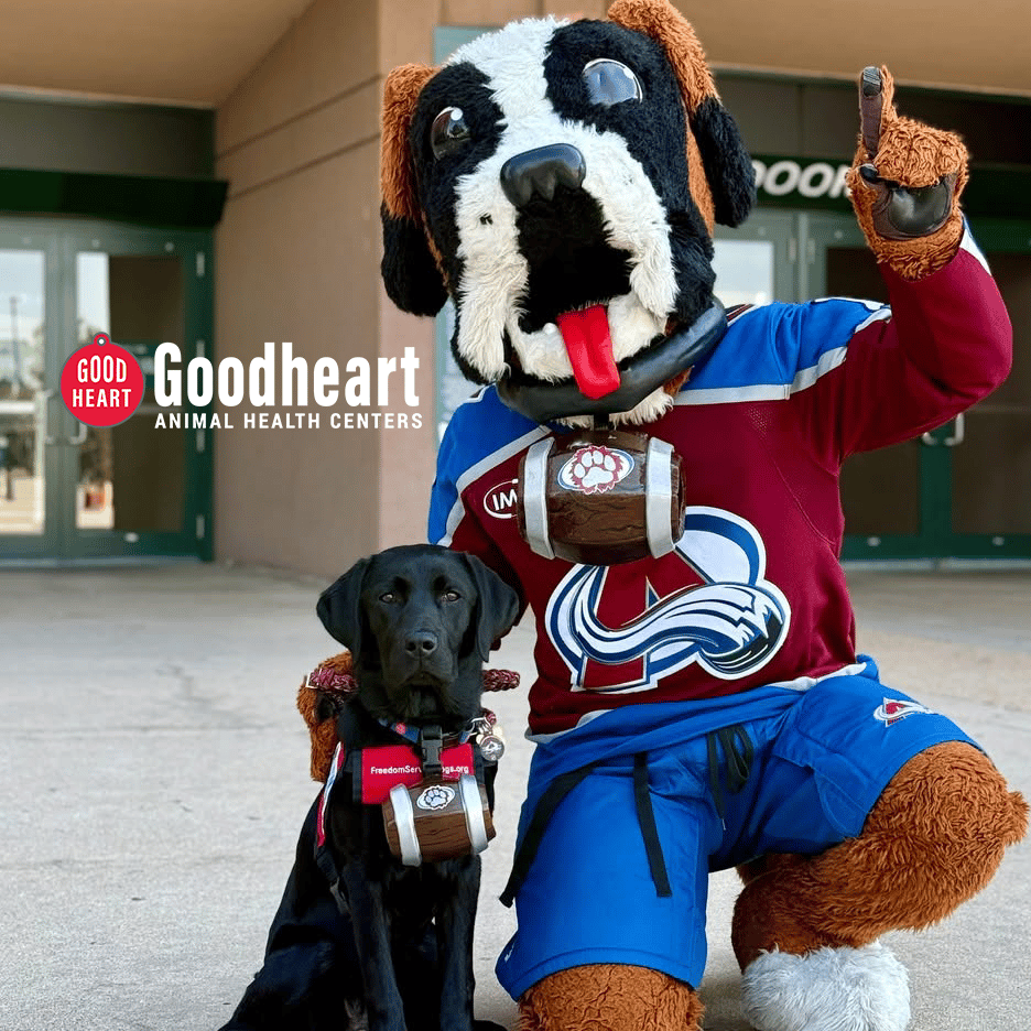 Name Our Next Team Dog